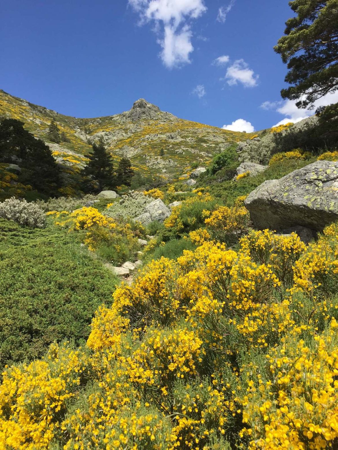 Champ de fleurs jaune dans la Montagne de la sierra de guadarrama à Madrid
