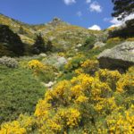 Champ de fleurs jaune dans la Montagne de la sierra de guadarrama à Madrid